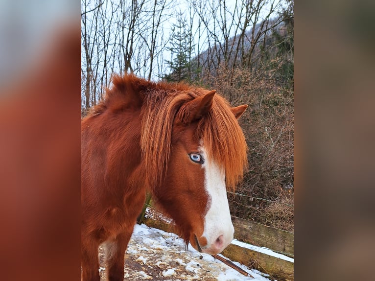 Icelandic Horse Mare 6 years 14,1 hh Chestnut-Red in Flattach