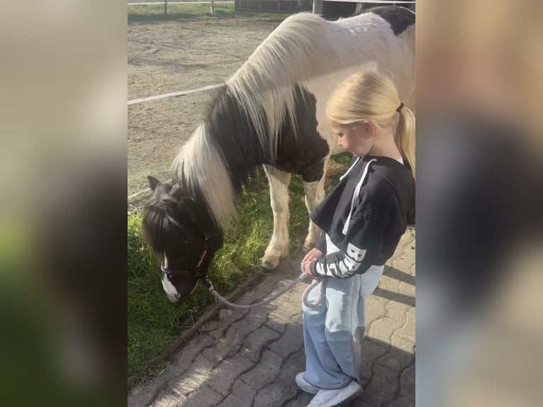Icelandic Horse Mare 6 years 14.1 hh Pinto in Melle