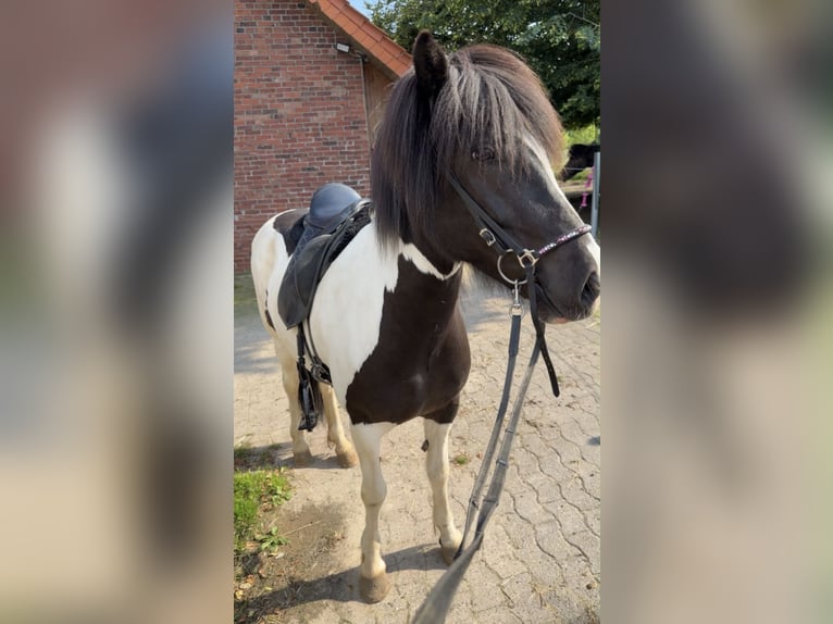 Icelandic Horse Mare 6 years 14.1 hh Pinto in LeopoldshöheLeopoldshöhe
