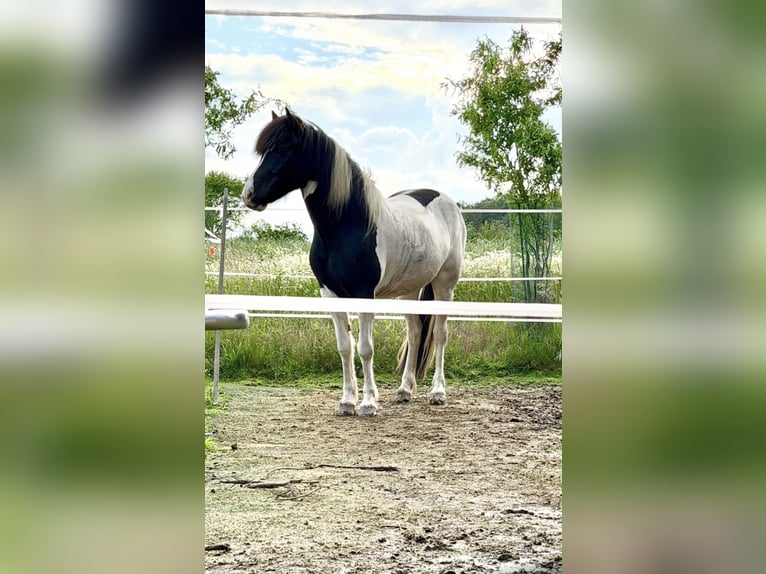 Icelandic Horse Mare 6 years 14.1 hh Pinto in LeopoldshöheLeopoldshöhe