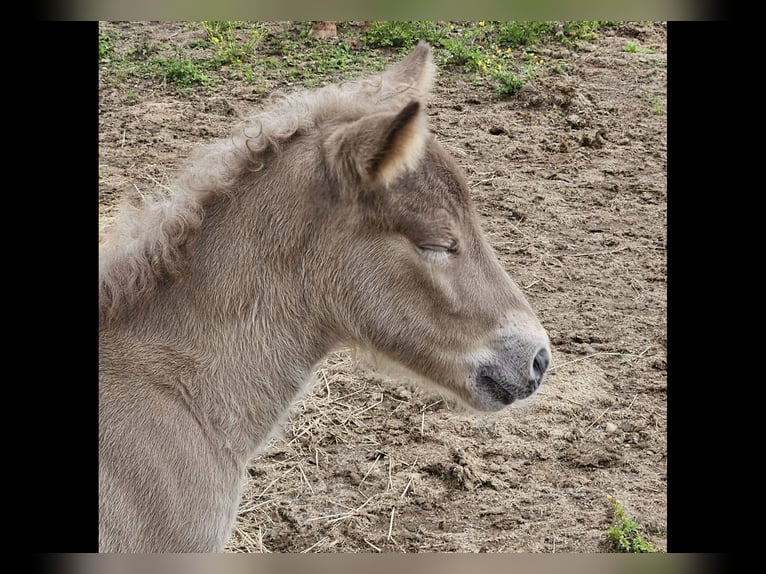 Icelandic Horse Mare 6 years 14.1 hh Pinto in PenkVölkermarkt