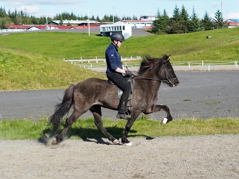 Icelandic Horse Mare 6 years 14 hh Black in Selfoss