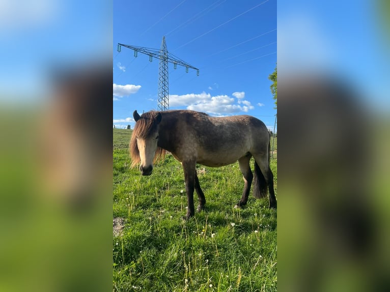 Icelandic Horse Mare 6 years 14 hh in Blunk