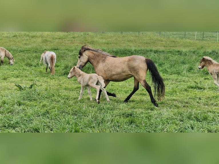 Icelandic Horse Mare 6 years 14 hh in Blunk