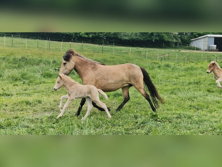 Icelandic Horse Mare 6 years 14 hh in Blunk