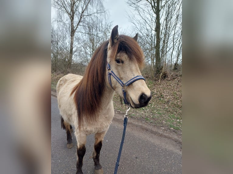 Icelandic Horse Mare 6 years 14 hh in Blunk