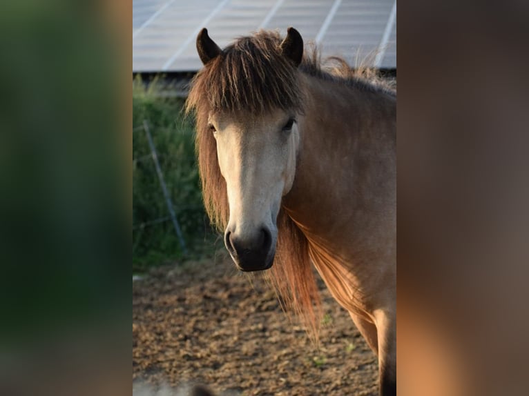 Icelandic Horse Mare 6 years 14 hh in Blunk