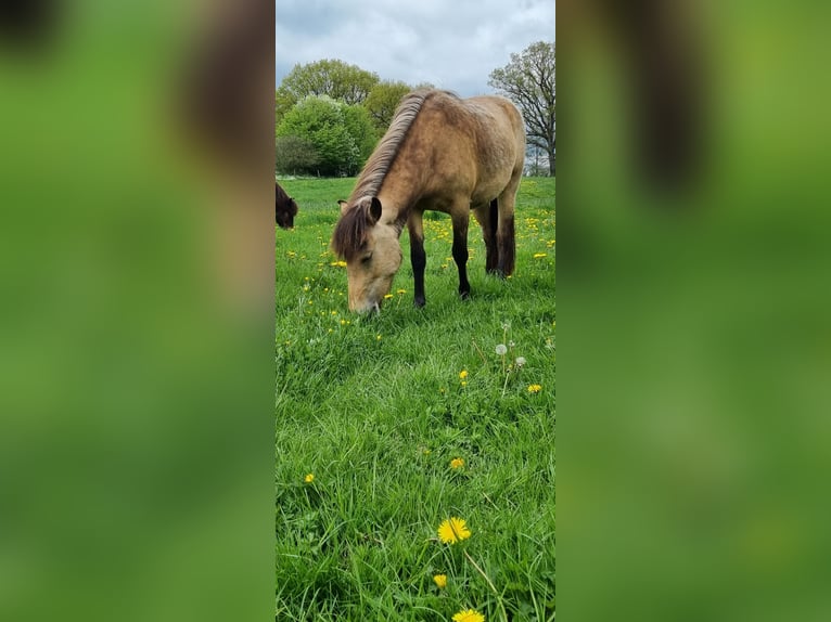 Icelandic Horse Mare 6 years 14 hh in Blunk