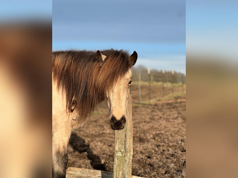 Icelandic Horse Mare 6 years 14 hh in Blunk