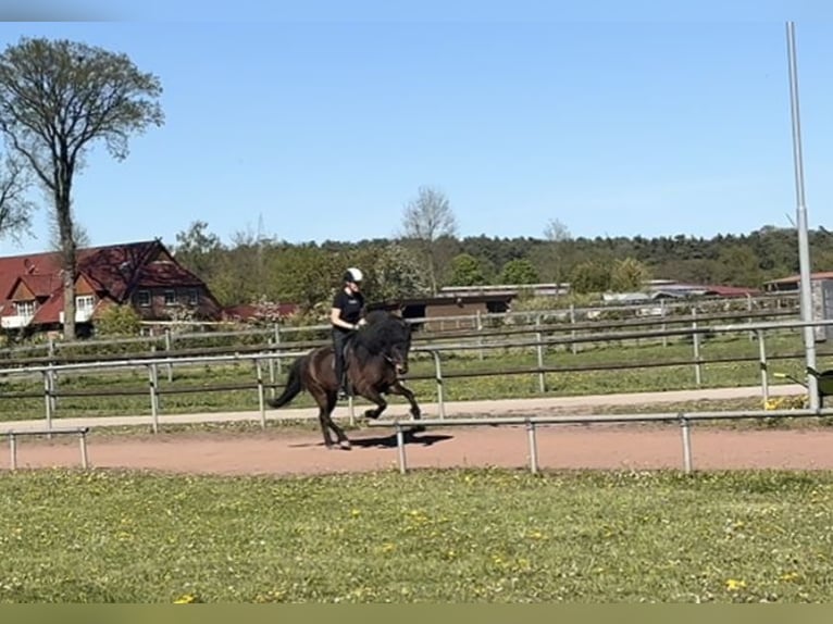 Icelandic Horse Mare 6 years 14 hh Brown in Soltau