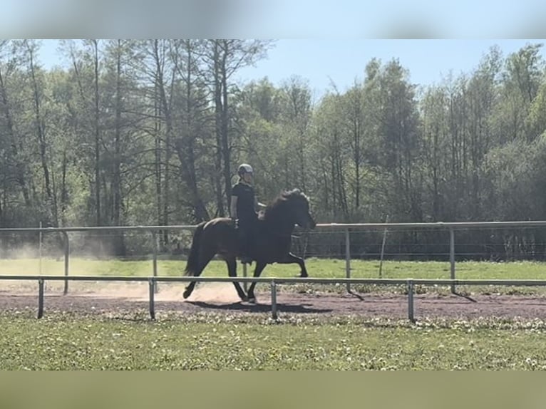 Icelandic Horse Mare 6 years 14 hh Brown in Soltau