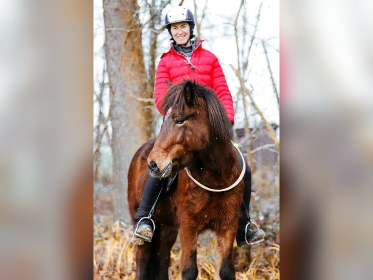 Icelandic Horse Mare 6 years 14 hh Brown in Taufkirchen an der Trattnach