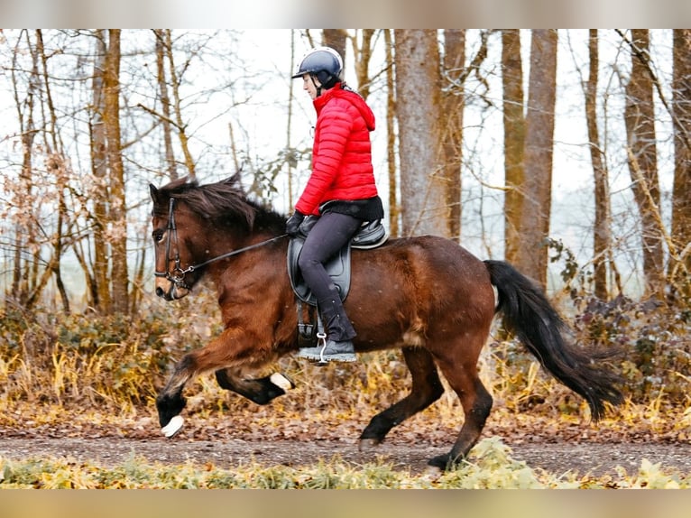 Icelandic Horse Mare 6 years 14 hh Brown in Taufkirchen an der Trattnach