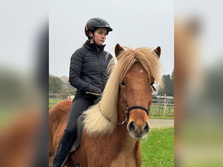 Icelandic Horse Mare 6 years 14 hh Chestnut-Red in Neustadt am R&#xFC;benberge