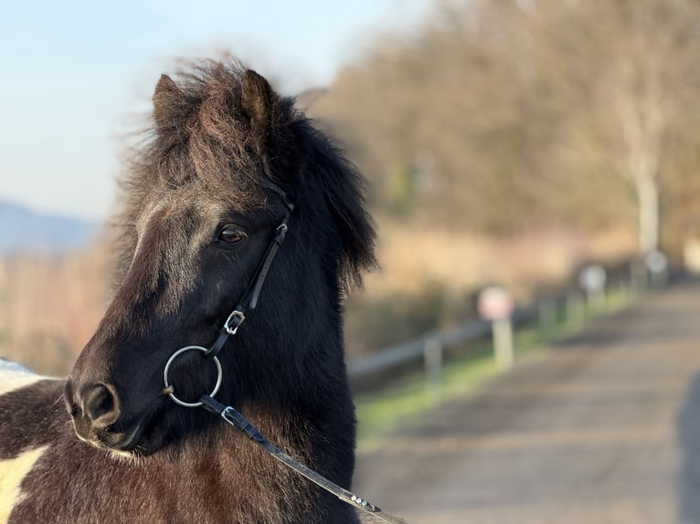 Icelandic Horse Mare 6 years 14 hh Pinto in Bad Honnef