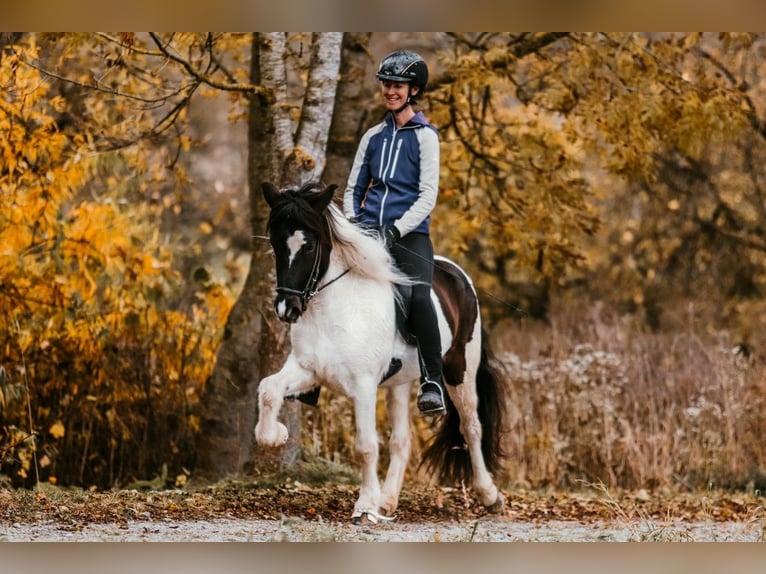 Icelandic Horse Mare 6 years 14,1 hh Pinto in Taufkirchen an der Trattnach