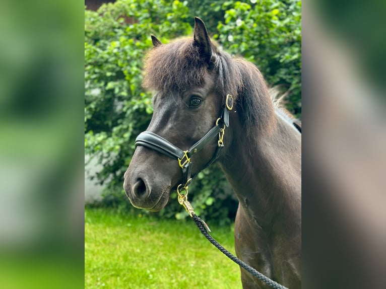 Icelandic Horse Mare 6 years Black in Scharnebeck