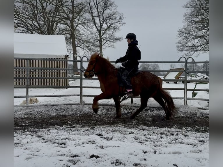 Icelandic Horse Mare 6 years Chestnut-Red in Gilten