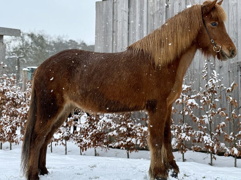 Icelandic Horse Mare 6 years Chestnut-Red in Gilten