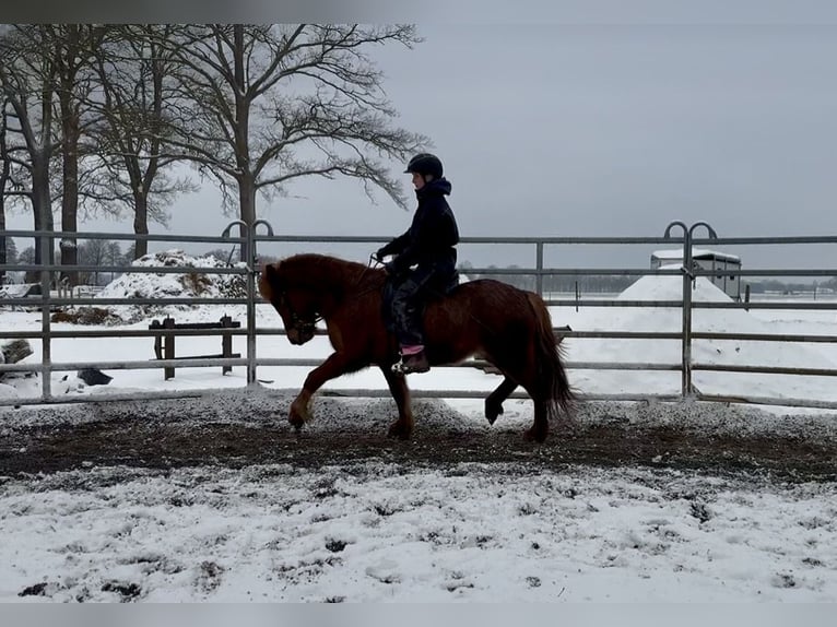 Icelandic Horse Mare 6 years Chestnut-Red in Gilten