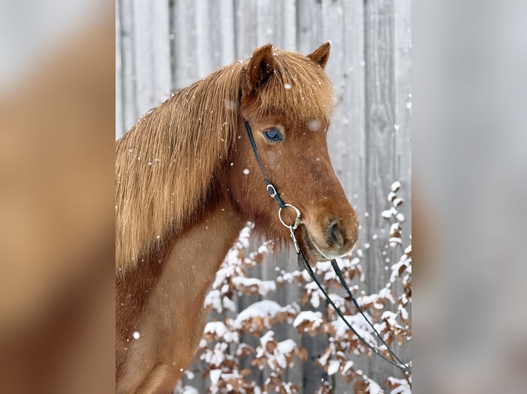 Icelandic Horse Mare 6 years Chestnut-Red in Gilten