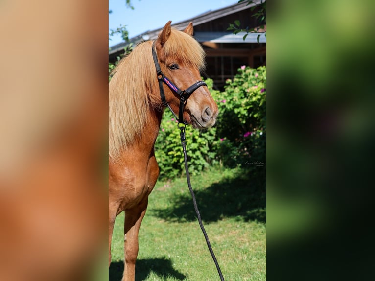 Icelandic Horse Mare 6 years Chestnut-Red in Stra&#xDF;walchen