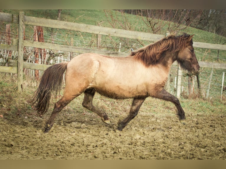 Icelandic Horse Mare 6 years Grullo in Feldbach