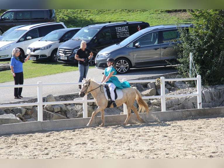 Icelandic Horse Mare 6 years Palomino in Feldkirchen an der Donau