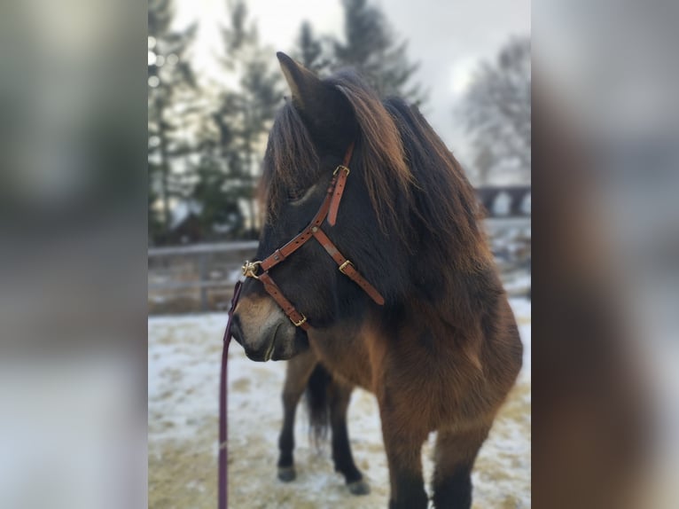 Icelandic Horse Mare 6 years Smoky-Black in Markersdorf