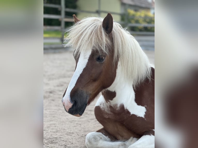 Icelandic Horse Mare 7 years 12.1 hh Pinto in WolpertshausenWolpertshausen