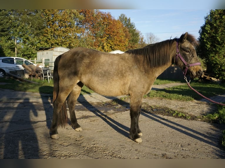 Icelandic Horse Mare 7 years 12,2 hh Buckskin in Emmendingen