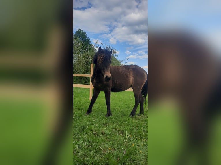 Icelandic Horse Mare 7 years 12,2 hh Buckskin in Emmendingen