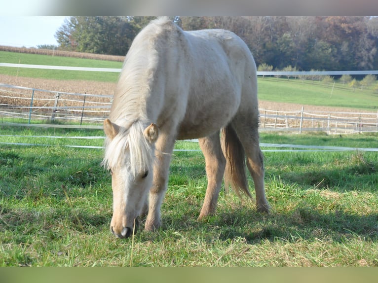 Icelandic Horse Mare 7 years 12,2 hh Buckskin in Emmendingen