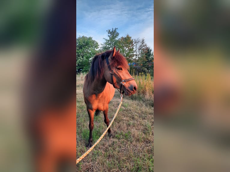 Icelandic Horse Mare 7 years 12,2 hh Buckskin in Emmendingen