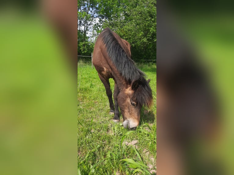 Icelandic Horse Mare 7 years 12,2 hh Buckskin in Emmendingen