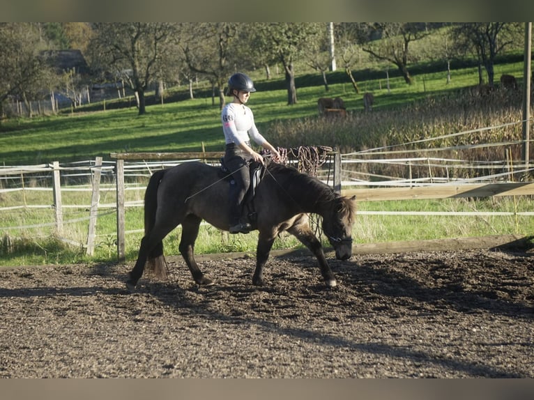 Icelandic Horse Mare 7 years 12,2 hh Buckskin in Emmendingen