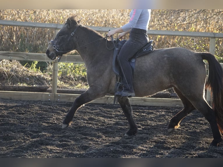 Icelandic Horse Mare 7 years 12,2 hh Buckskin in Emmendingen