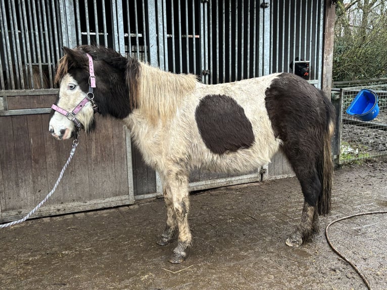 Icelandic Horse Mare 7 years 12,2 hh Pinto in Südlohn