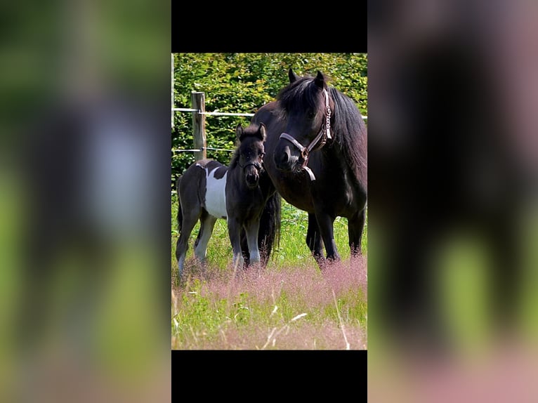 Icelandic Horse Mare 7 years 13,1 hh Black in Bad Arolsen
