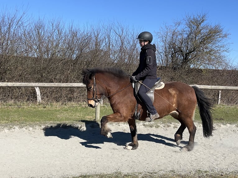 Icelandic Horse Mare 7 years 13,1 hh Brown in Hohenfelde