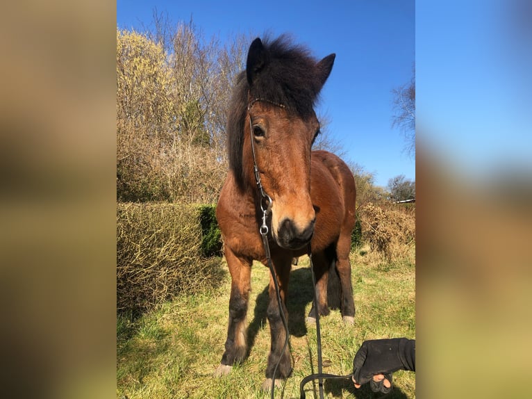 Icelandic Horse Mare 7 years 13,1 hh Brown in Hohenfelde