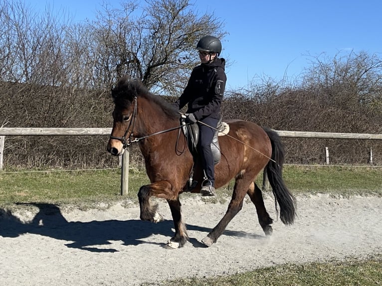 Icelandic Horse Mare 7 years 13,1 hh Brown in Hohenfelde