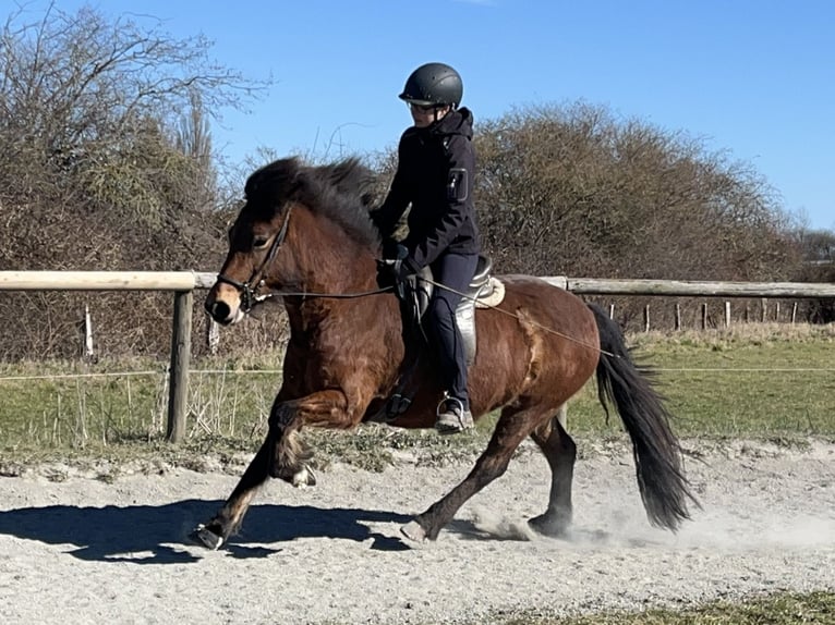 Icelandic Horse Mare 7 years 13,1 hh Brown in Hohenfelde