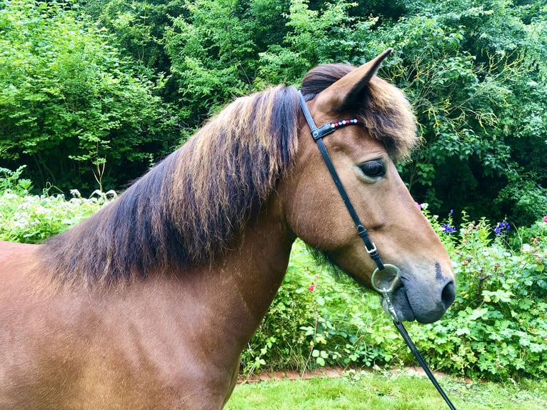 Icelandic Horse Mare 7 years 13,1 hh Brown in Hohenfelde