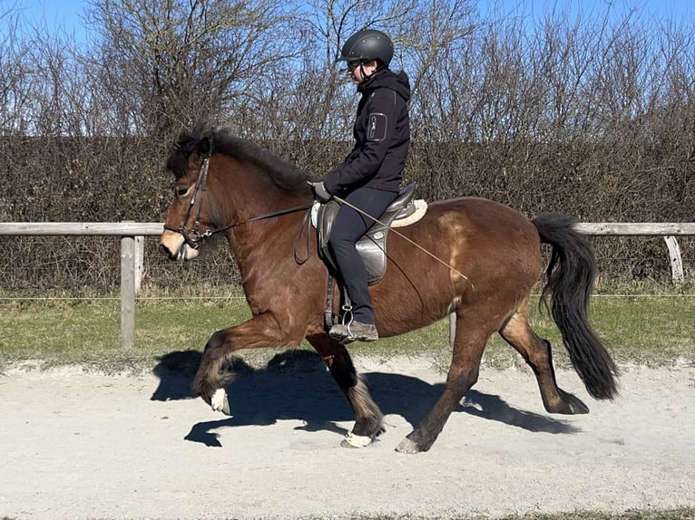 Icelandic Horse Mare 7 years 13,1 hh Brown in Hohenfelde
