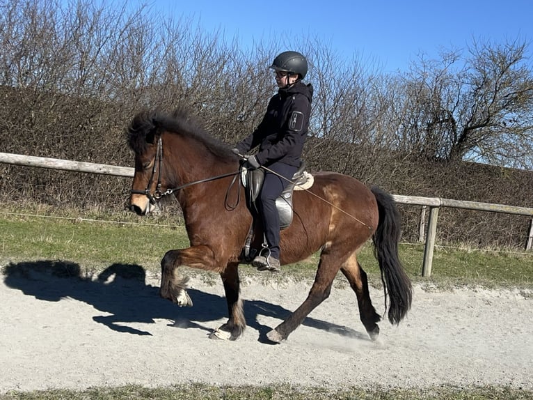 Icelandic Horse Mare 7 years 13,1 hh Brown in Hohenfelde