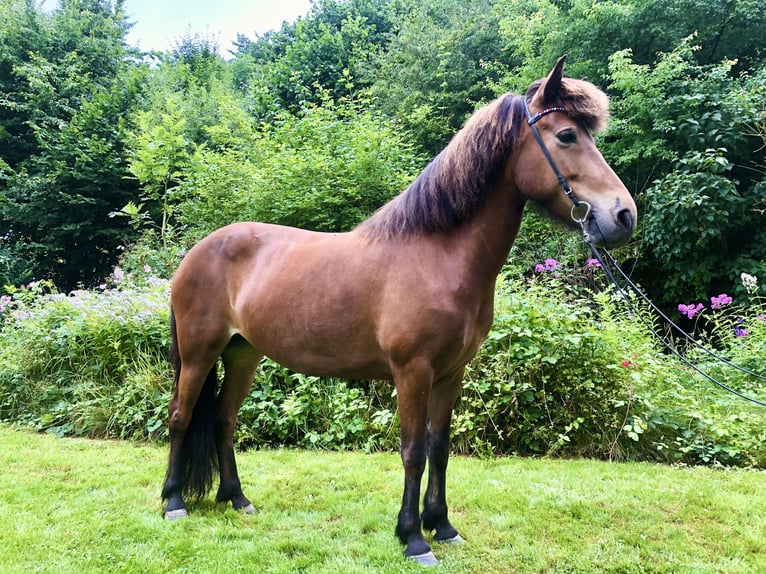 Icelandic Horse Mare 7 years 13,1 hh Brown in Hohenfelde