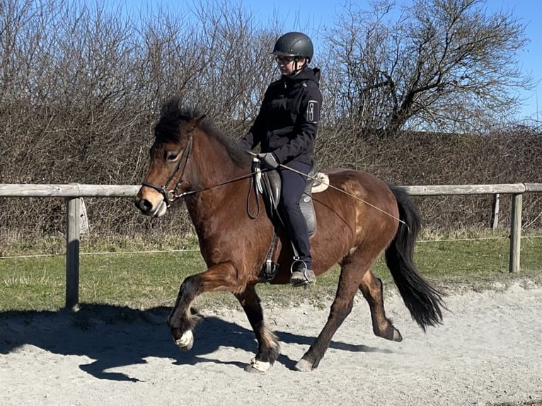 Icelandic Horse Mare 7 years 13,1 hh Brown in Hohenfelde