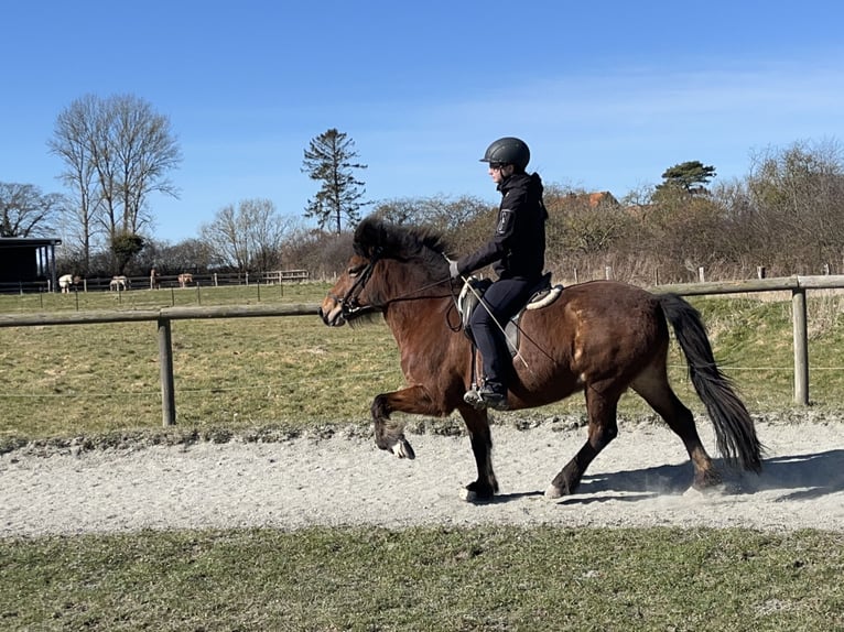 Icelandic Horse Mare 7 years 13,1 hh Brown in Hohenfelde