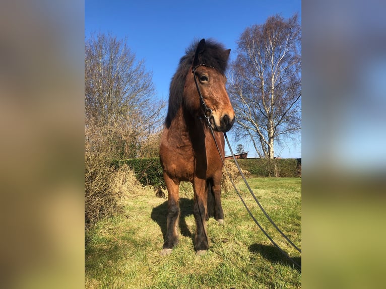 Icelandic Horse Mare 7 years 13,1 hh Brown in Hohenfelde